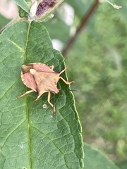 Carpocoris fuscispinus