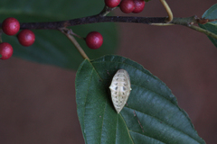 Prolimacodes badia