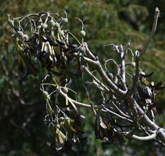 Gyrocarpus americanus