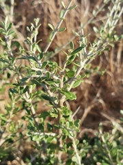 Rhamnus lycioides