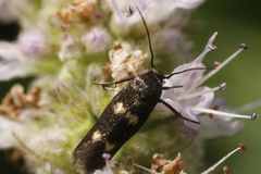 Parascythris muelleri