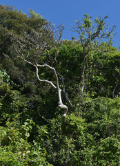 Gyrocarpus americanus