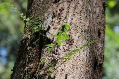 Arthropteris palisotii
