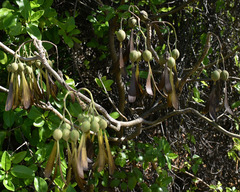 Gyrocarpus americanus