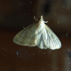 Crocidophora tuberculalis