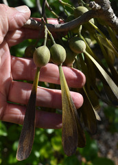 Gyrocarpus americanus