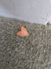 Miltochrista miniata