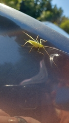 Meconema thalassinum