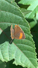Thecla betulae