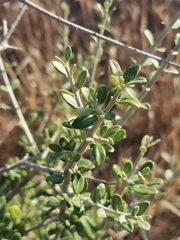 Rhamnus lycioides