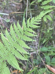 Amauropelta noveboracensis