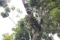 Dendrobium nakaharae