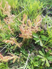 Drosera cistiflora