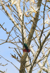 Anthracothorax prevostii