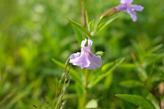 Mimulus ringens