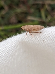 Aphrodes