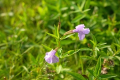 Mimulus ringens