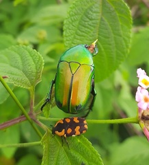 Clinteria klugi
