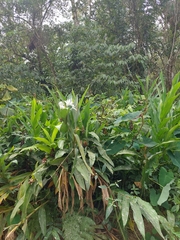 Hedychium coronarium
