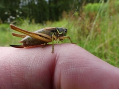 Roeseliana roeselii