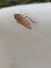 Aphrodes