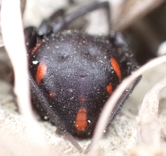 Latrodectus tredecimguttatus
