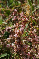Cuscuta epithymum