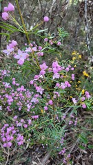 Boronia