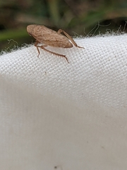Aphrodes