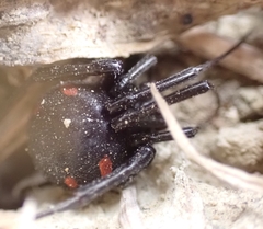 Latrodectus tredecimguttatus