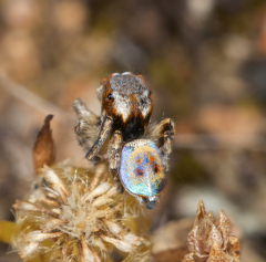 Maratus inaquosus