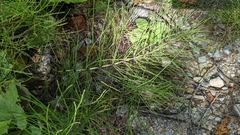 Equisetum arvense
