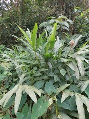 Hedychium coronarium