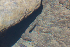 Opsariichthys pachycephalus