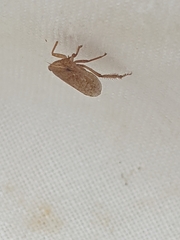 Aphrodes
