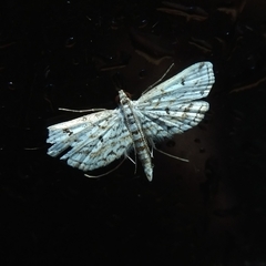 Parapoynx allionealis