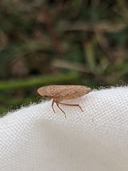 Aphrodes