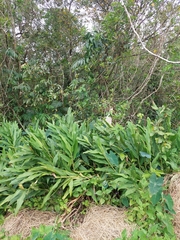 Hedychium coronarium