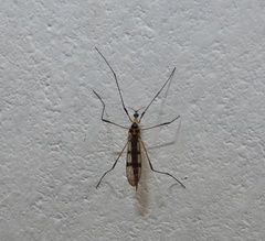 Nephrotoma