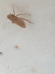 Aphrodes