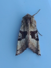 Phlogophora periculosa