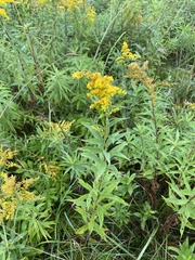Solidago gigantea