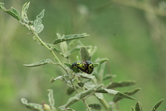 Calligrapha serpentina