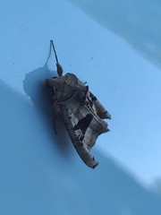 Phlogophora periculosa