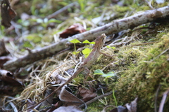 Diploderma swinhonis