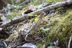 Diploderma swinhonis