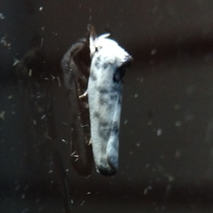 Antaeotricha