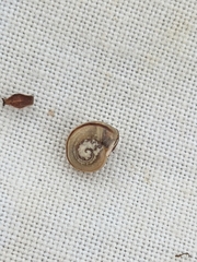 Cepaea nemoralis