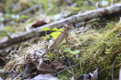 Diploderma swinhonis