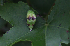 Prolimacodes badia